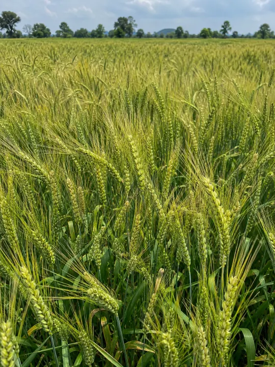 Barley crop harvesting with Sunidhi farm machinery