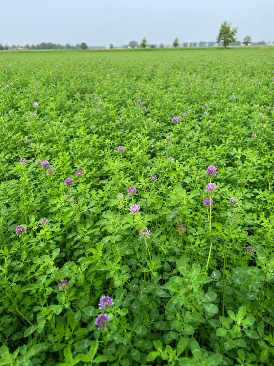 Berseem crop harvesting with Sunidhi farm machinery