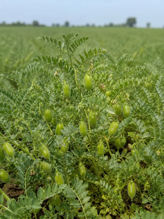 Chickpea (Chana) crop harvesting with Sunidhi farm machinery