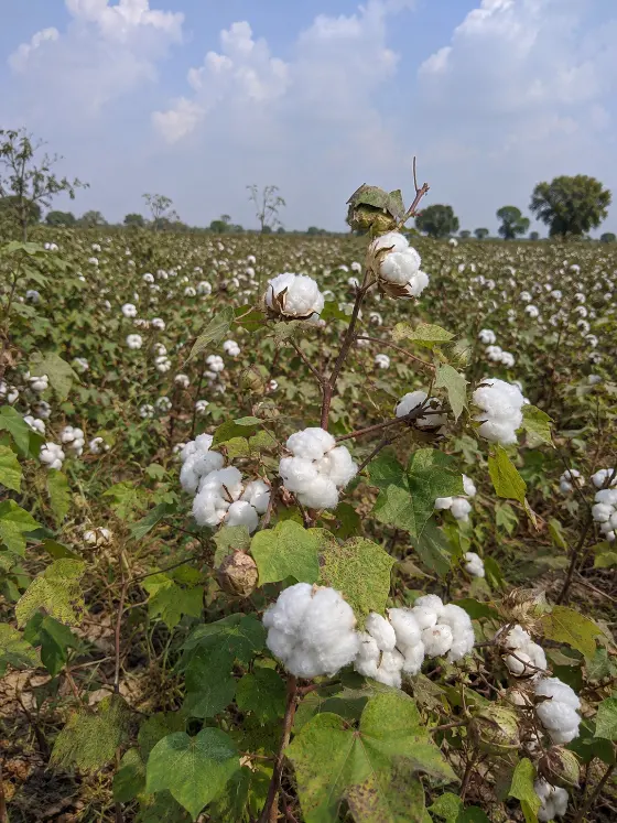 Cotton crop harvesting with Sunidhi farm machinery