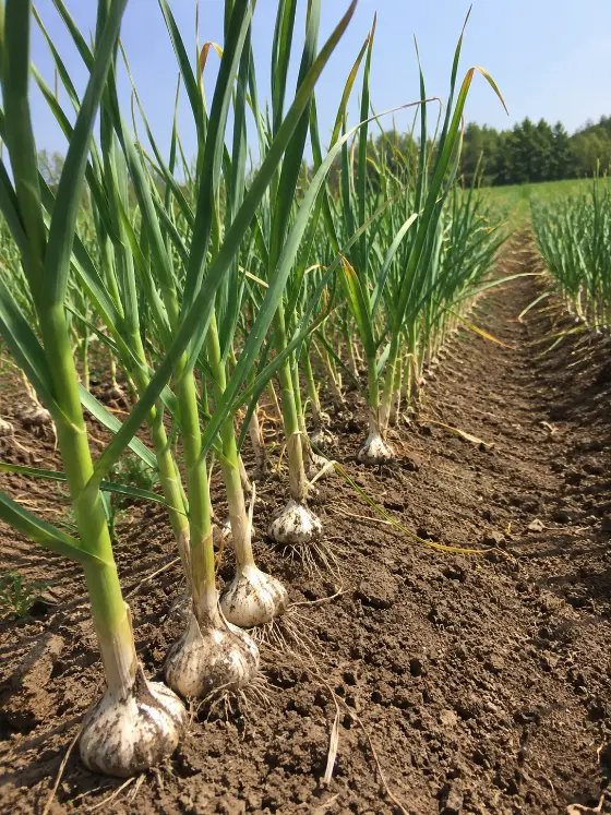 Garlic crop harvesting with Sunidhi farm machinery