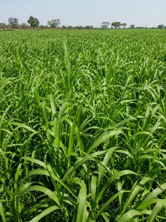 Green Fodder crop harvesting with Sunidhi farm machinery