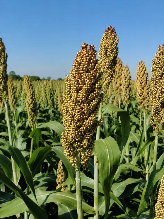 Jowar (Sorghum) crop harvesting with Sunidhi farm machinery