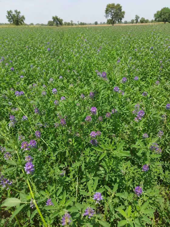 Lucerne (Rijka) crop harvesting with Sunidhi farm machinery