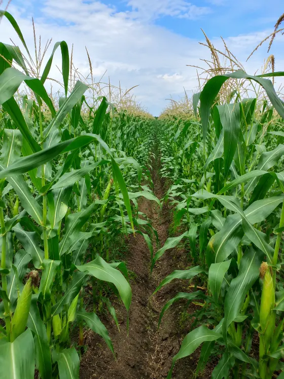 Maize crop harvesting with Sunidhi farm machinery