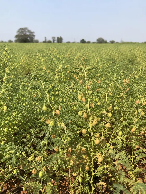 Lentil (Masoor) crop harvesting with Sunidhi farm machinery