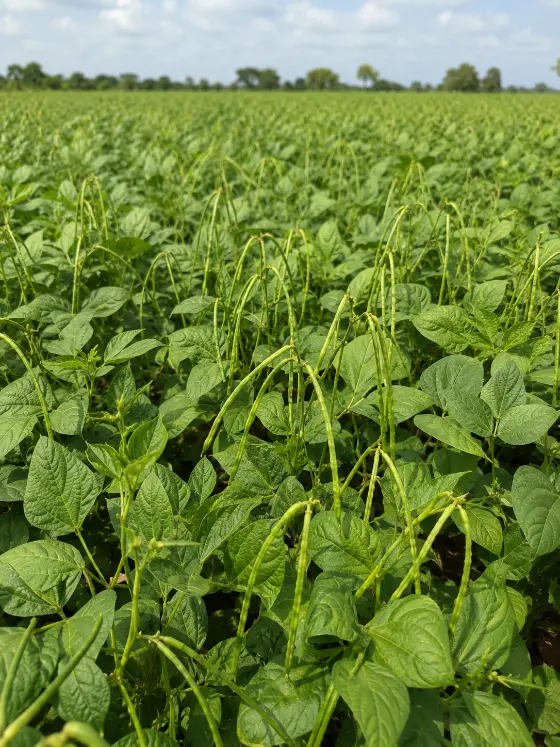 Moong crop harvesting with Sunidhi farm machinery