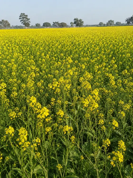 Mustard crop harvesting with Sunidhi farm machinery