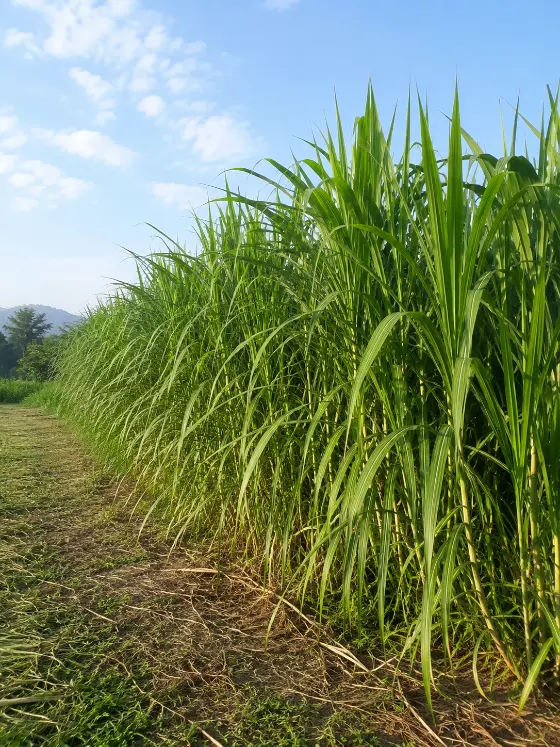 Napier Grass crop harvesting with Sunidhi farm machinery