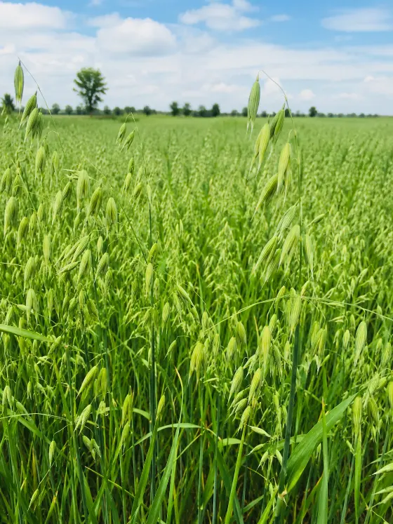 Oats crop harvesting with Sunidhi farm machinery