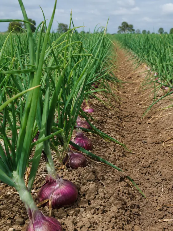Onion crop harvesting with Sunidhi farm machinery