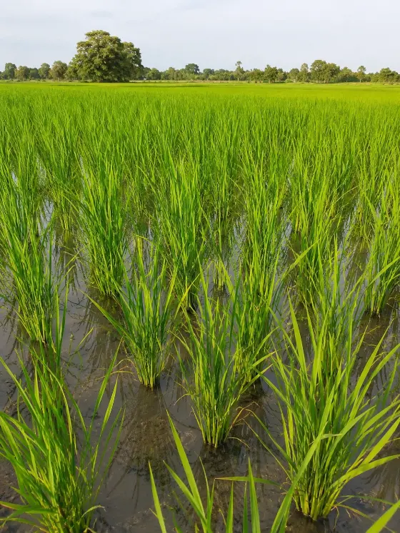 Paddy (Rice) crop harvesting with Sunidhi farm machinery