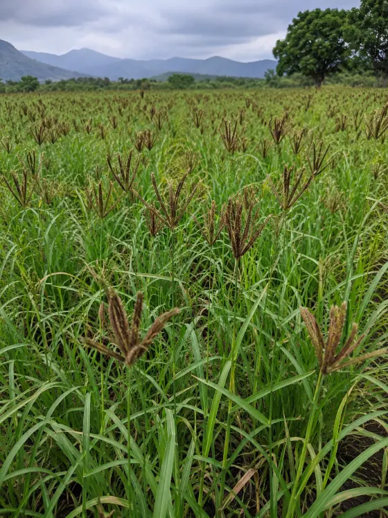 Ragi crop harvesting with Sunidhi farm machinery