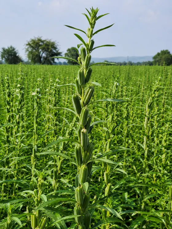 Sesame (Til) crop harvesting with Sunidhi farm machinery