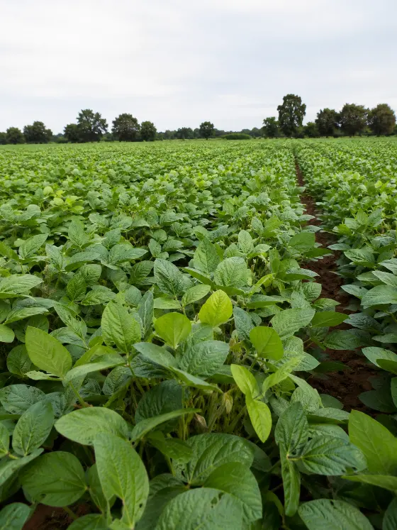 Soybean crop harvesting with Sunidhi farm machinery