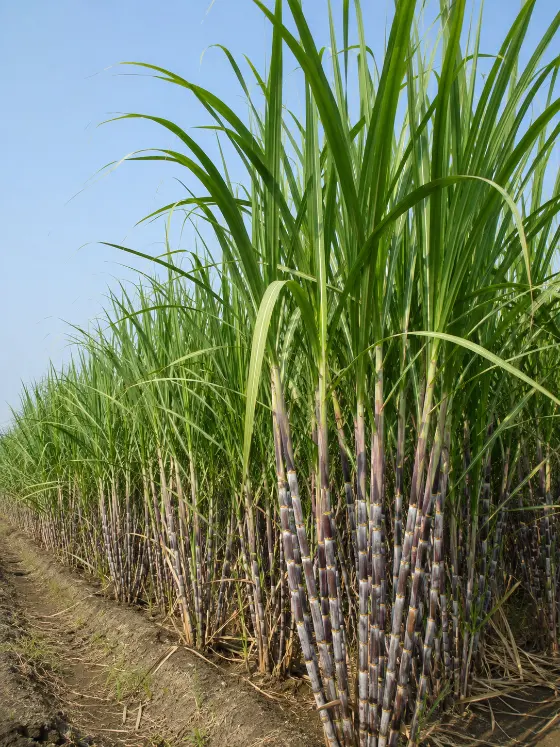 Sugarcane crop harvesting with Sunidhi farm machinery