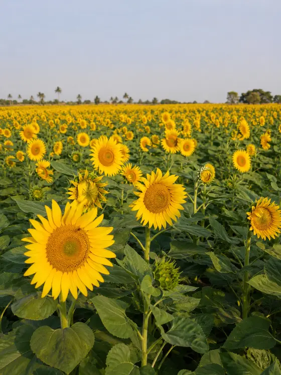 Sunflower crop harvesting with Sunidhi farm machinery