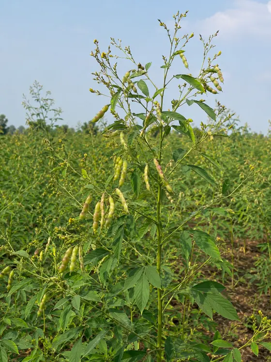 Tur (Arhar) crop harvesting with Sunidhi farm machinery