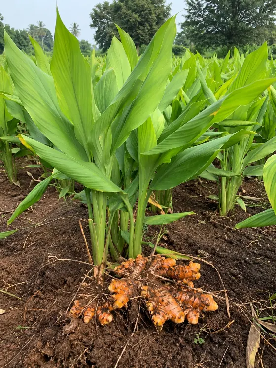 Turmeric crop harvesting with Sunidhi farm machinery