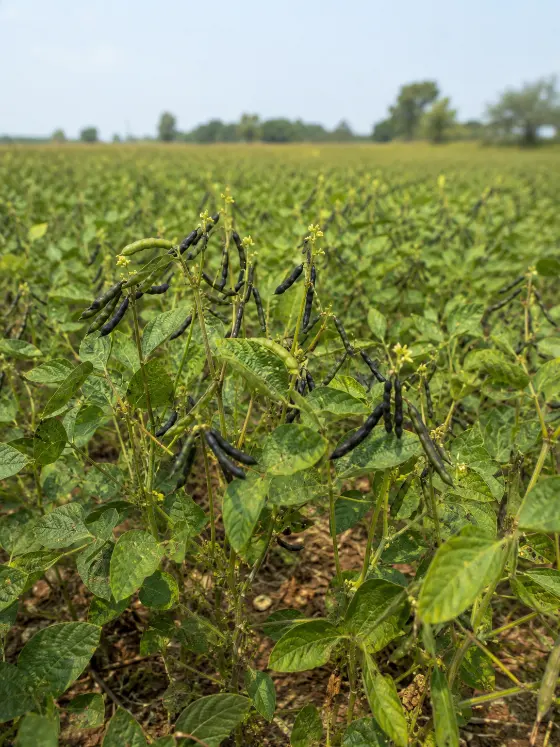 Urad crop harvesting with Sunidhi farm machinery
